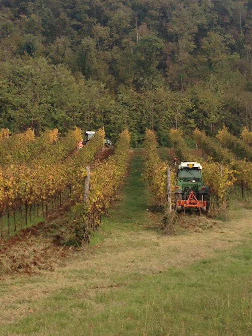 lavorazione-sottofila-vigneto